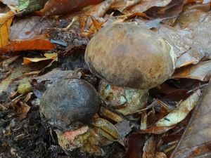 Hřib kovář - Neoboletus luridiformis (Rostk.) Gelardi, Simonini & Vizzini 2014