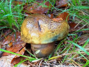 Hřib kovář - Neoboletus luridiformis (Rostk.) Gelardi, Simonini & Vizzini 2014