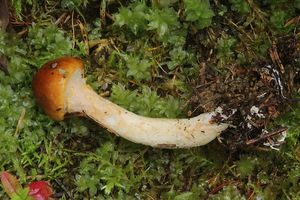 Klikni pro velký obrázek