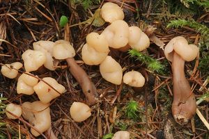 Klikni pro velký obrázek