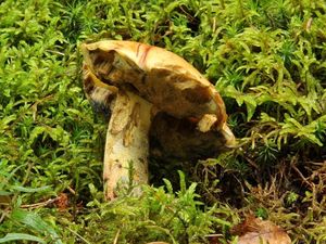 Klikni pro velký obrázek