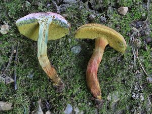 Klikni pro velký obrázek