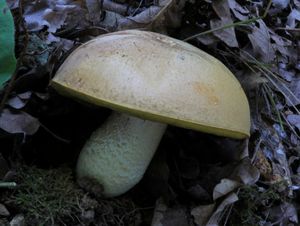 Klikni pro velký obrázek