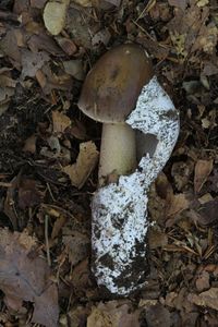 Klikni pro velký obrázek