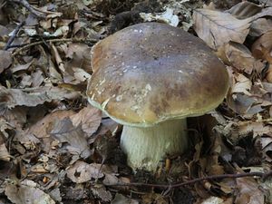 Klikni pro velký obrázek