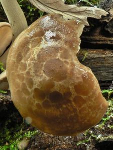 Klikni pro velký obrázek