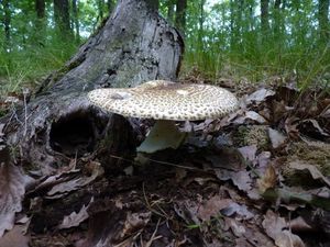 Klikni pro velký obrázek