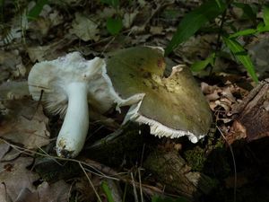 Klikni pro velký obrázek