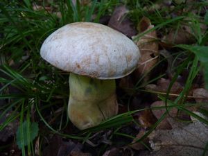 Klikni pro velký obrázek