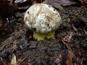 Klikni pro velký obrázek