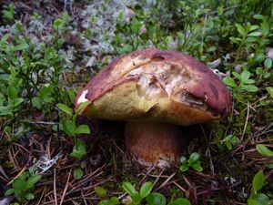 Klikni pro velký obrázek