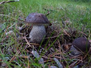 Klikni pro velký obrázek