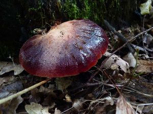 Klikni pro velký obrázek