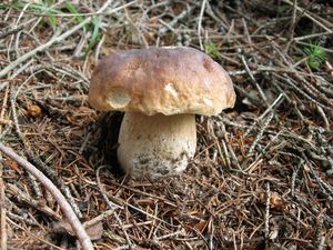 Hřib smrkový - Boletus edulis Bull.