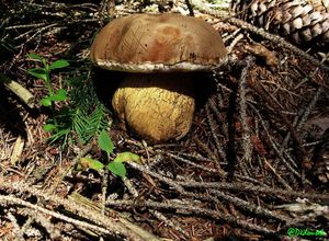 Hřib žlučník - Tylopilus felleus  (Bull.) P. Karst. 1881