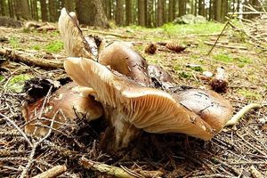 Klikni pro velký obrázek