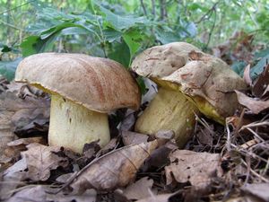Hřib plavý - Boletus impolitus Fr. 1838
