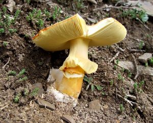 Muchomůrka císařka - Amanita caesarea (Scop. ex Fr.) Grev.