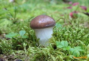 Klikni pro velký obrázek