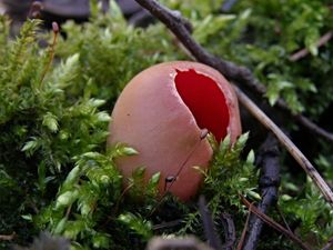 Klikni pro velký obrázek