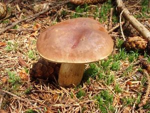 Klikni pro velký obrázek