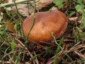 Klikni pro velký obrázek