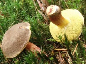 Klikni pro velký obrázek