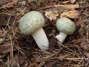 Klikni pro velký obrázek