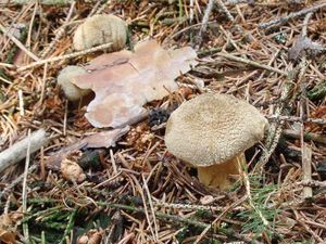 Klikni pro velký obrázek