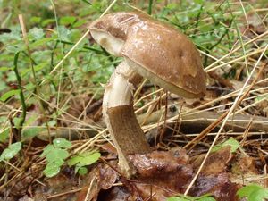 Klikni pro velký obrázek