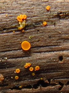 Klikni pro velký obrázek