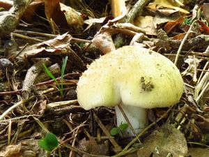 Klikni pro velký obrázek