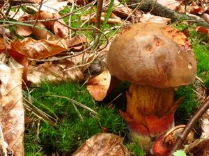 Klikni pro velký obrázek