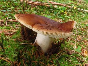 Klikni pro velký obrázek