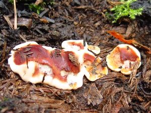 Klikni pro velký obrázek