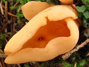 Klikni pro velký obrázek