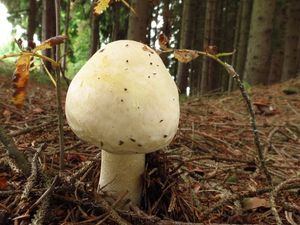 Pečárka hajní - Agaricus sylvicola (Vittad.) Sacc.