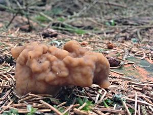 Klikni pro velký obrázek