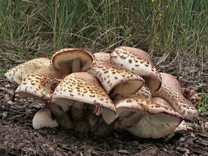 Bedla Bresadolova - Leucoagaricus americanus (Peck) Vellinga