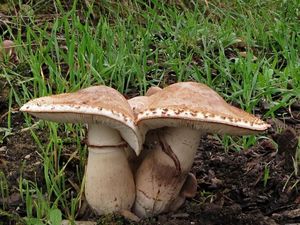 Bedla Bresadolova - Leucoagaricus americanus (Peck) Vellinga