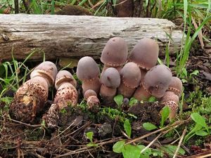 Bedla Bresadolova - Leucoagaricus americanus (Peck) Vellinga