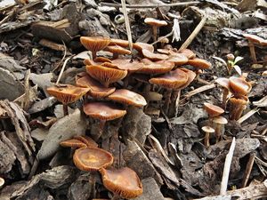 Lysohlávka plevnatá - Psilocybe crobula (Fr.) Singer 1962