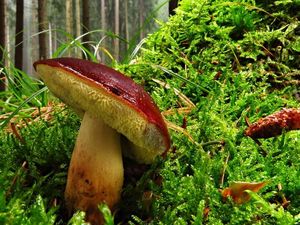 Klikni pro velký obrázek