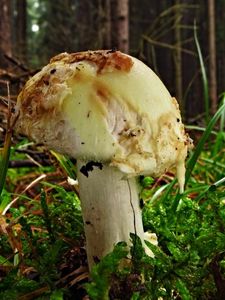 Klikni pro velký obrázek