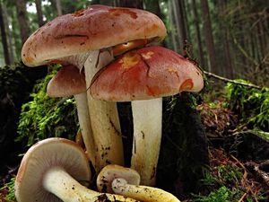 Klikni pro velký obrázek