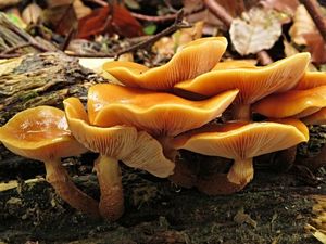 Klikni pro velký obrázek