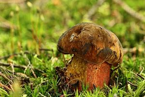 Klikni pro velký obrázek