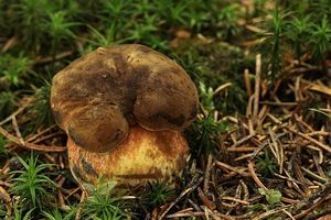 Klikni pro velký obrázek