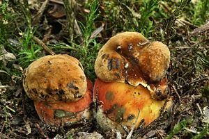 Klikni pro velký obrázek