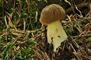 Klikni pro velký obrázek